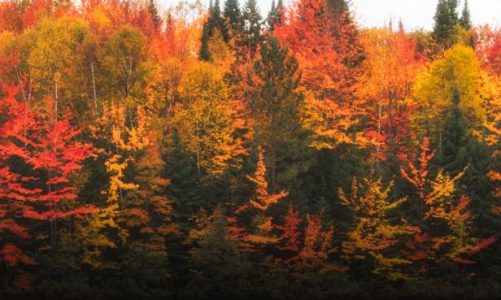 How to catch autumn’s colors before they fade away