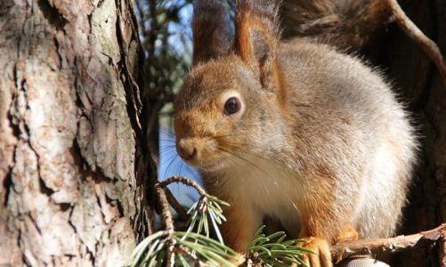 Outage At Nebraska Election Center Blamed On Squirrel