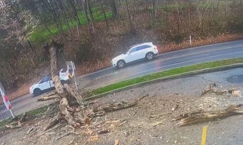 One Dead, One Injured After Tree Falls on Vehicle in Toledo